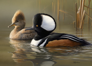 Arkansas duck stamp