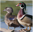 wood duck photo